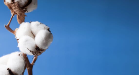 Understanding How Cotton Is Produced for the Textile Industry