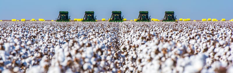 Farmers harvesting cotton for yarn