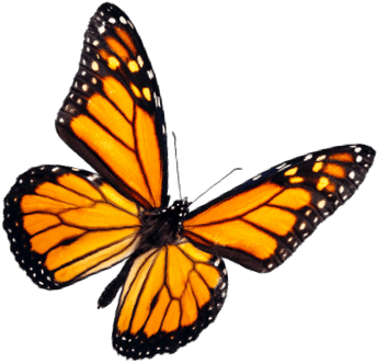 Monarch Butterfly